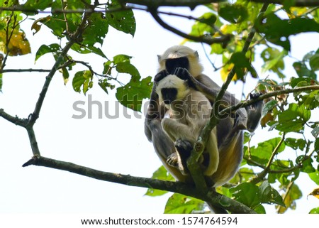 A mother and baby Terai grey langur on a tree in Chitwan National Park, Nepal Royalty-Free Stock Photo #1574764594