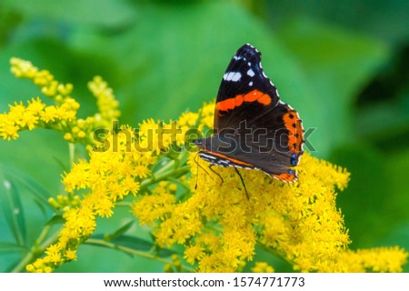 Solidago, commonly called goldenrods,  used in a traditional kidney tonic by practitioners of herbal medicine to counter inflammation. butterfly Vanessa atalanta, the red admiral