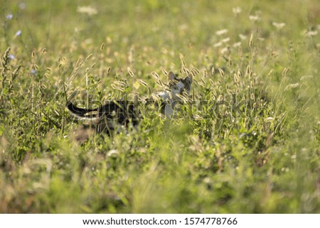 hunter cat in tall green grass