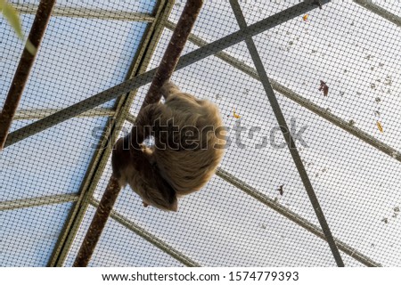 Sloth hanging on the ceiling close-up