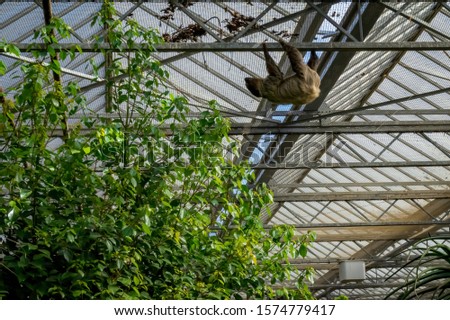 Sloth hanging on the ceiling side view