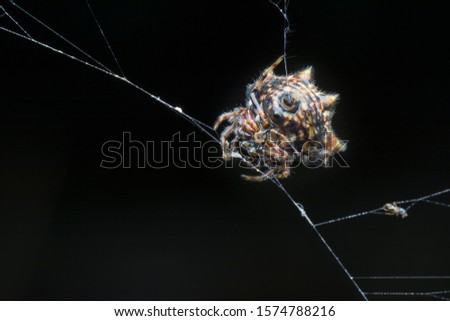 closeup shot of white spiny orb-weaver spider.