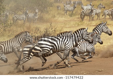 A herd of common zebras (Equus Quagga) galloping in Serengeti National Park, Tanzania Royalty-Free Stock Photo #157479422
