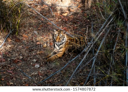A tiger cub sitting in shade in the middle of a bamboo bush inside Tiger reserve during an elephant safari