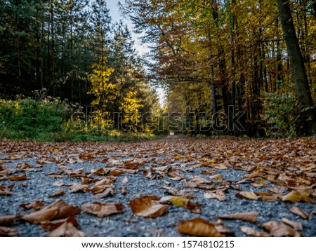 dry leaves on the road in the autumn forest