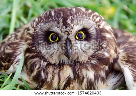 Portrait of an owl with yellow eyes
