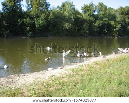 Lonely white swan against flock of domestic geese on background of picturesque scenery of lake shoreline in hot sunny summer day