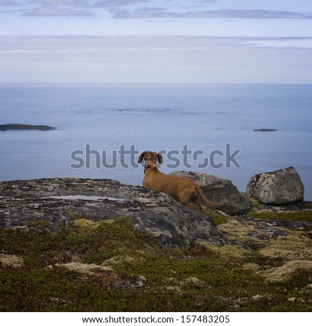 Dachshund dog looking at the sea