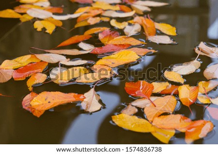 Autumn leaves floating on water with reflection