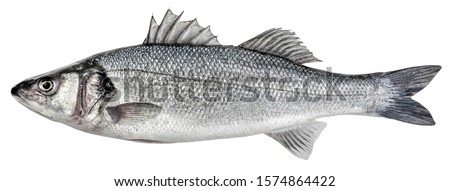 Sea bass fish. European bass isolated on white background Royalty-Free Stock Photo #1574864422