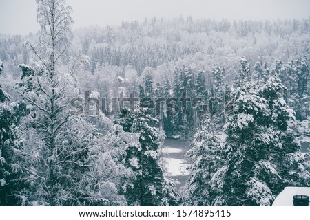 Trees strewn with snow in the winter forest.