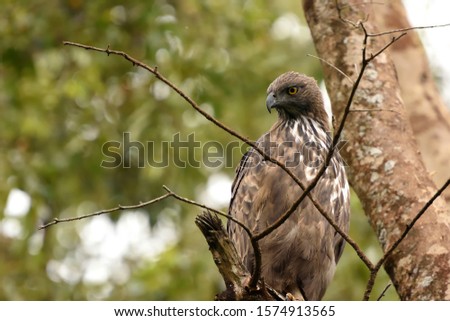 Crested Hawk Eagle is resting on a tree in BRT Tiger Reserve, Karnataka, India, BRT is one of the dense forest in Karnataka Royalty-Free Stock Photo #1574913565
