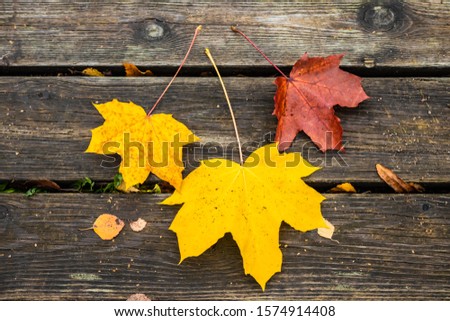 Beautiful autumn background with three maple leaves on old wooden board.
