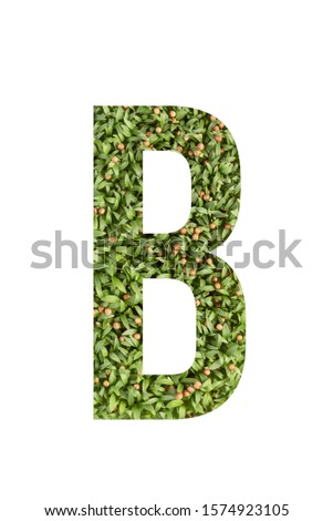 Green font letter B made of real alive micro green on white background with paper cut shape of letter. Collection of micro green font for your unique decoration