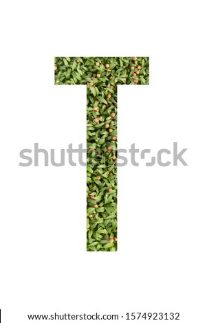Green font letter T made of real alive micro green on white background with paper cut shape of letter. Collection of micro green font for your unique decoration