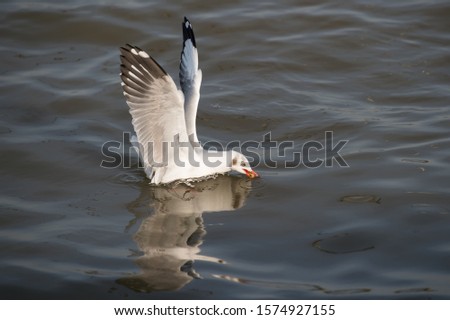 Seagulls hover over food on the water surface happily