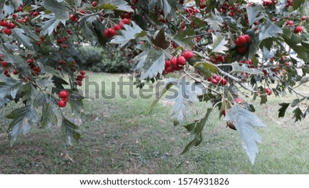 Fresh hawthorn tree fruits and leaves in the park