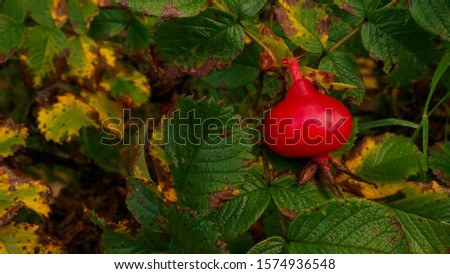 Rosa large berry on the background of leaves