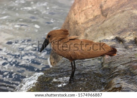 Photo of a Hamerkop standing in the Sabie River, taken in summer during a game (self) drive near the Lower Sabie Camp, Kruger National Park, South Africa.