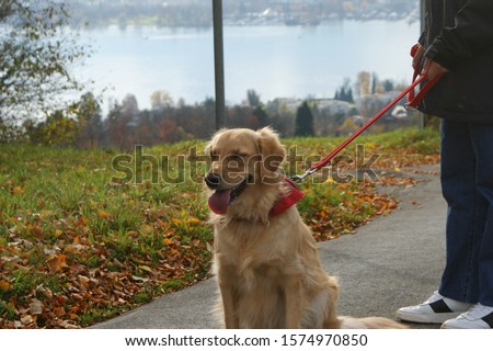This is my dog Goldi, shes 2 years old and lives with me in Lucerne switzerland, this picture was taken in lucerne by the lake.