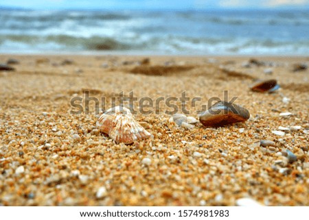 Seashell on the sand by the sea