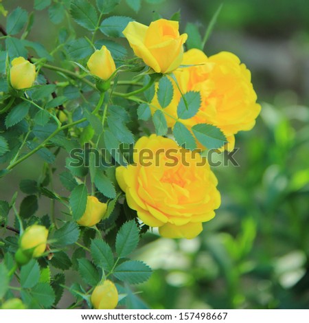 Background of yellow roses outdoors