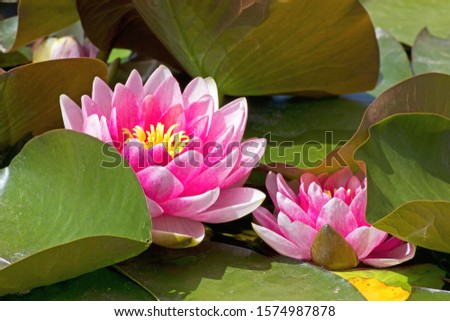lotus flowers with leave fantastic view