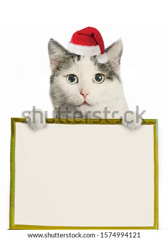 funny cat in santa hat and framed picture with copy space christmas post card photo isolated on white