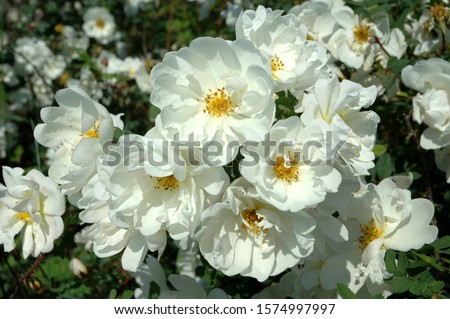 Scenic white Burnet Rose, Rosa pimpinellifolia 'Plena' branch, close up, in the green and blurry background. Midsummer rose
 Royalty-Free Stock Photo #1574997997