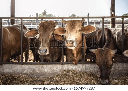 the cows in farmer stock waiting for feeding green grasses, agricultural and live stock concept