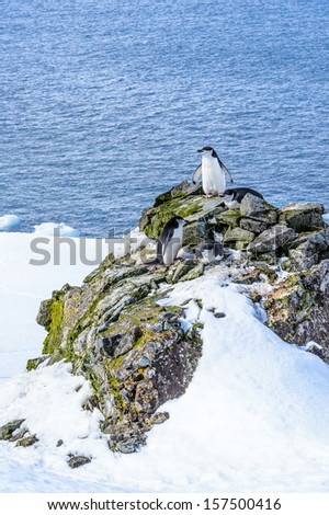 Chinstrap Penguin (Pygoscelis antarctica) on the top of the rock in front of the ocean