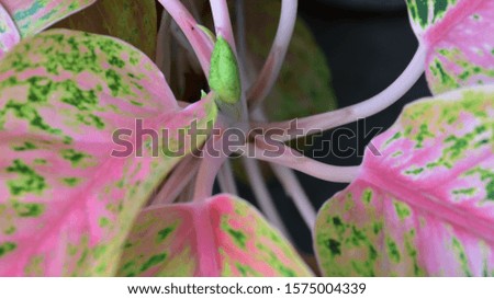 close up pink and green leaf on the nature