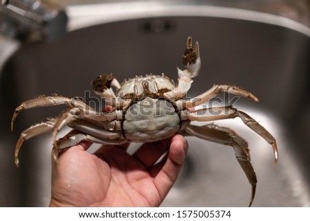 Hand holding hairy crab close-up