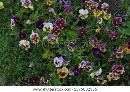 Multi-colored pansies growing in the spring garden. Beautiful flowers field, colorful floral background.