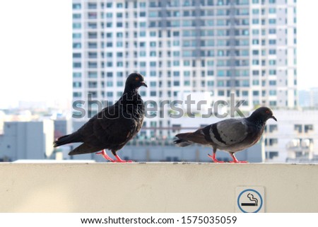 Feral Rock Pigeon couple at the balcony