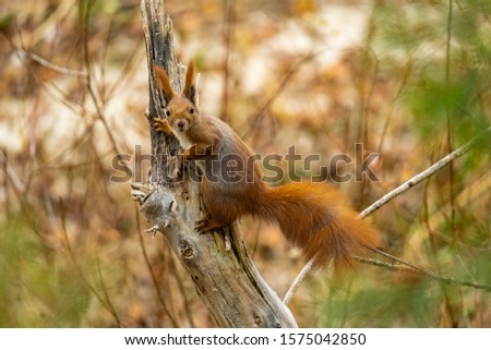 Close up picture of squirrel on a branch