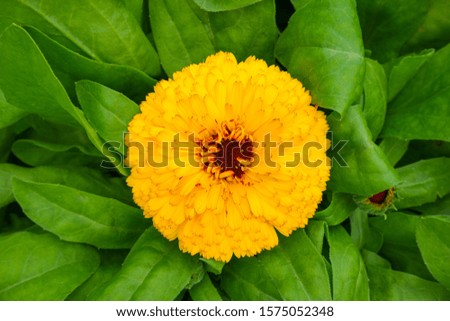 Calendula officinalis is called common marigold, pot marigold and calendula.