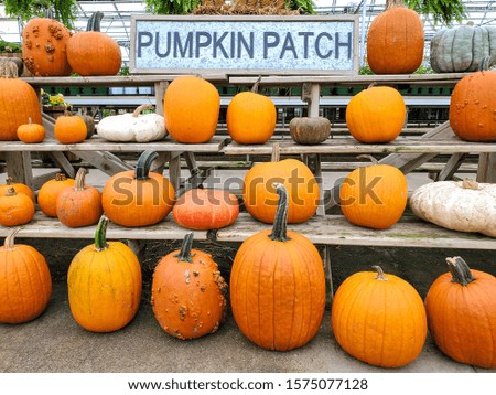 rows of autumn pumpkins on store shelf in greenhouse