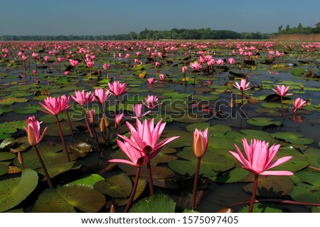 Stock Photo - Lotus, Nelumbo nucifera, locally known as 'Padma', is an aquatic nymphaeaceous plant, found in the lowlands of Bangladesh.