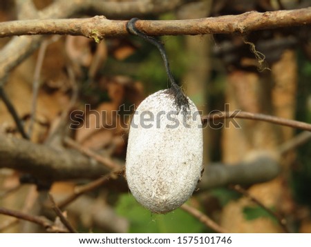 Silk bead hanging on twigs in winter season