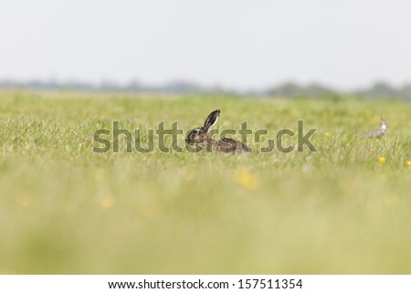 hare in field