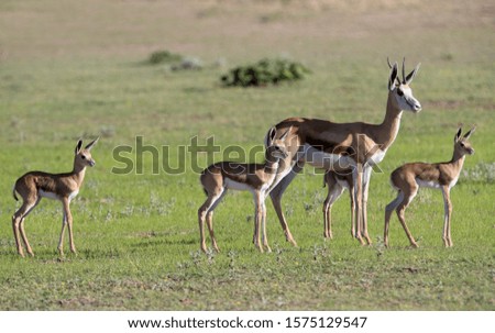 Springboks (Antidorcas marsupialis), Kgalagadi Transfrontier Park in rainy season, Kalhari Desert, South Africa.