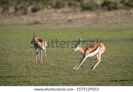 Springboks (Antidorcas marsupialis), Kgalagadi Transfrontier Park in rainy season, Kalhari Desert, South Africa.