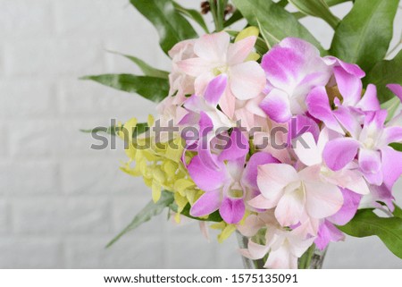 Background of beautiful blooming orchid flower.