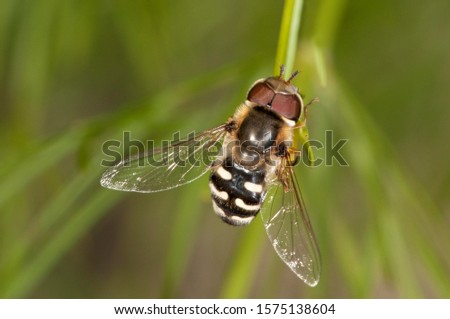 Pied Hoverfly (Scaera pyrastri), males, Untergroeningen, Baden-Wuerttemberg, Germany, Europe Royalty-Free Stock Photo #1575138604