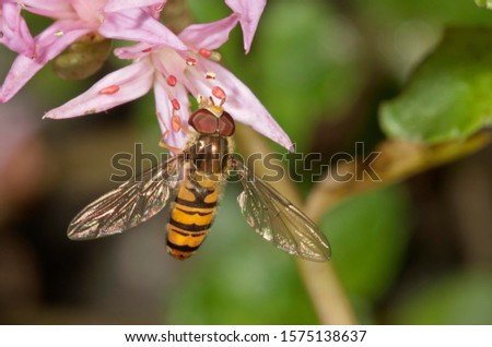Marmalade Hoverfly (Episyrphus balteatus) feeding on pollen, Untergroeningen, Baden-Wuerttemberg, Germany, Europe Royalty-Free Stock Photo #1575138637