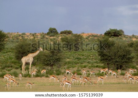 Springbok (Antidorcas marsupialis) and Giraffe (Giraffa giraffa giraffa). Colors and contrasts of lights in the Kalahari desert during the rainy season. Kgalagadi, South Africa.