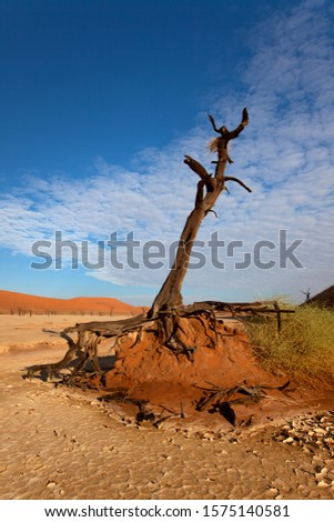 Camelthorn dead tree (Acacia erioloba), Dead Vlei, Namib-Naukluft National Park, Namib desert, Namibia.