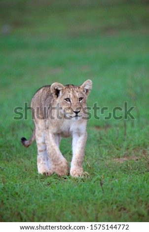 African Lion (Panthera leo) -  Young, in rainy season, Kgalagadi Transfrontier Park, Kalahari desert, South Africa.