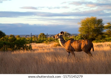 Kudu (Tragelaphus strepciseros) - Female, Kruger National Park, South Africa.